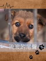 流浪的尾聲